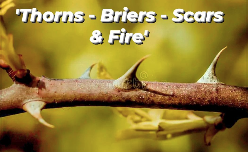 Thorns - Briers - Scars & Fire Image